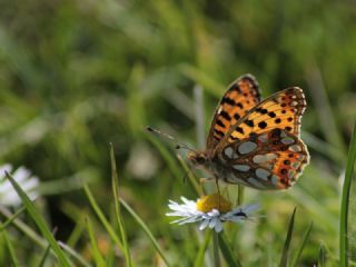 spanyol Kraliesi (Issoria lathonia)