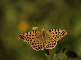 spanyol Kraliesi (Issoria lathonia)