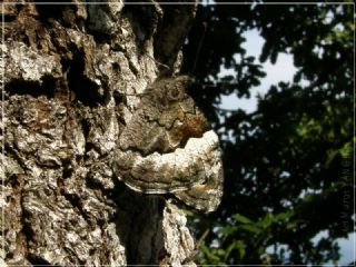 Byk Karamelek (Hipparchia syriaca)