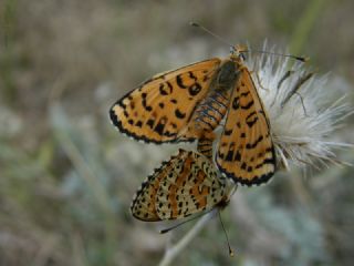 Benekli parhan (Melitaea didyma)