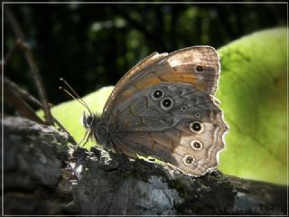 Aa Esmeri (Kirinia roxelana)