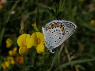 Gm Lekeli Esmergz (Plebejus argus)