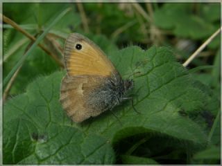 Kk Zpzp Perisi (Coenonympha pamphilus)