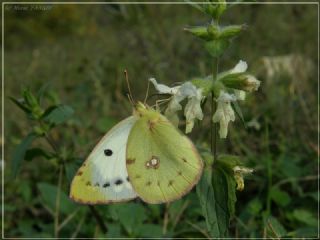 Sar Azamet (Colias croceus)