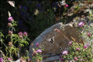 Orman Melikesi (Melanargia galathea)