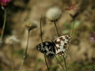 Orman Melikesi (Melanargia galathea)