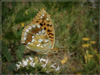 Byk nci (Fabriciana adippe)