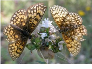 Amannisa (Melitaea athalia)