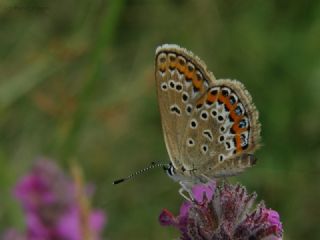 das Mavisi, Esmergz (Plebejus idas)