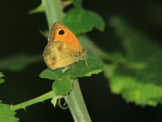 Pironiya (Pyronia tithonus)