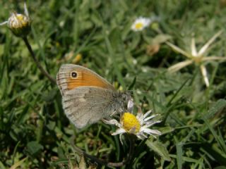 Kk Zpzp Perisi (Coenonympha pamphilus)