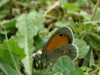 Kk Zpzp Perisi (Coenonympha pamphilus)