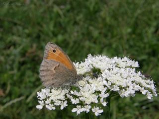 Kk Zpzp Perisi (Coenonympha pamphilus)