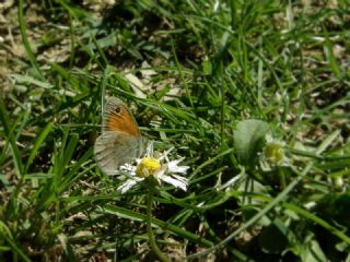 Kk Zpzp Perisi (Coenonympha pamphilus)