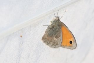 Kk Zpzp Perisi (Coenonympha pamphilus)