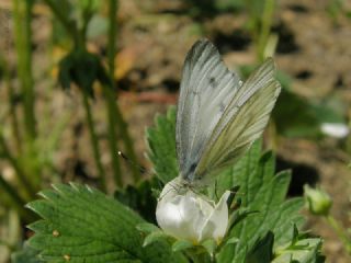Yalanc Beyazmelek (Pieris pseudorapae)