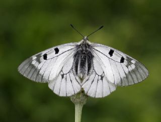 Dumanl Apollo (Parnassius mnemosyne)