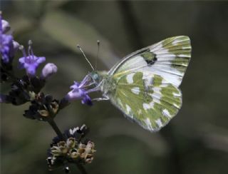 Yeni Beneklimelek (Pontia edusa)