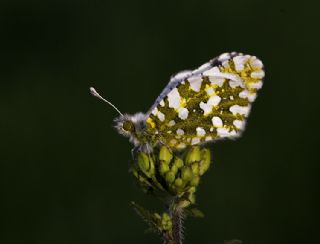 Da Oykls (Euchloe ausonia)