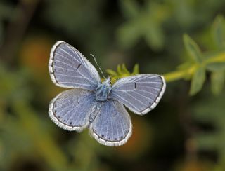 Himalaya Mavisi (Pseudophilotes vicrama)