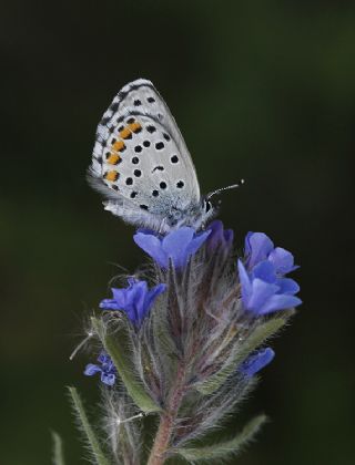 Himalaya Mavisi (Pseudophilotes vicrama)