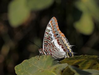 ift Kuyruklu Paa (Charaxes jasius )