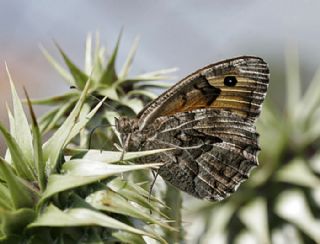 Gney Kzlmelei (Hipparchia senthes)