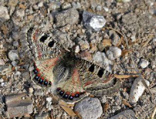 Yalanc Apollo (Archon apollinus)