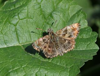 Hatmi Zpzp (Carcharodus alceae)