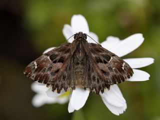 Hatmi Zpzp (Carcharodus alceae)