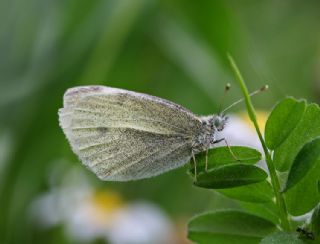 Kk Beyazmelek (Pieris rapae)