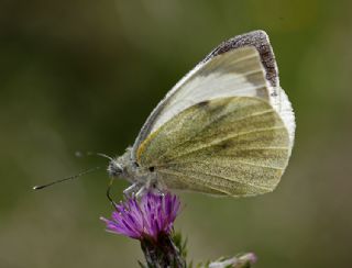 Byk Beyazmelek  (Pieris brassicae)