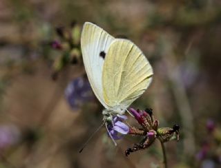 Byk Beyazmelek  (Pieris brassicae)