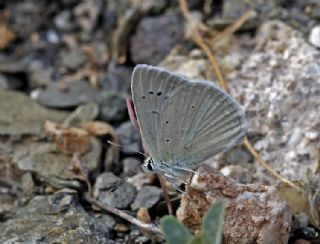 Anadolu Güzel Mavisi, Taskent Blue (Polyommatus guezelmavi)