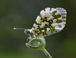 Turuncu Ssl (Anthocharis cardamines)