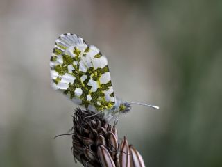 Turuncu Ssl (Anthocharis cardamines)