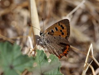 Benekli Bakr Gzeli (Lycaena phlaeas)