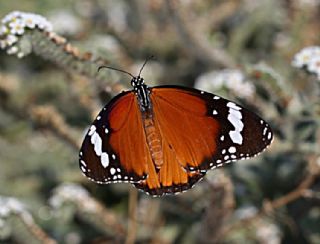 Sultan (Danaus chrysippus)