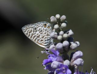 Mavi Zebra (Leptotes pirithous)