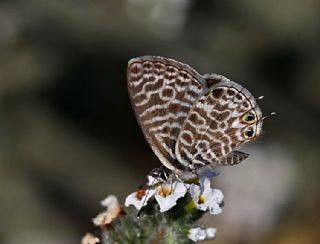 Mavi Zebra (Leptotes pirithous)