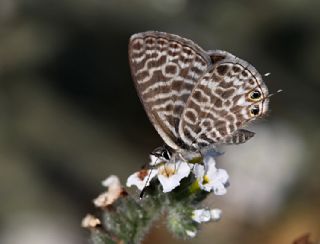 Mavi Zebra (Leptotes pirithous)