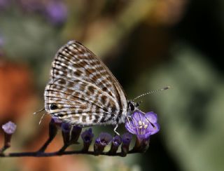 Mavi Zebra (Leptotes pirithous)