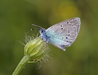 Karagz Mavisi (Glaucopsyche alexis)