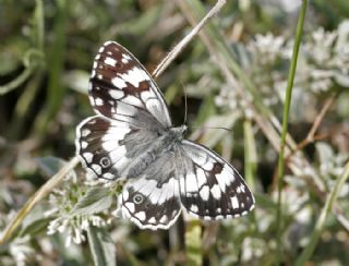 Anadolu Melikesi (Melanargia larissa)