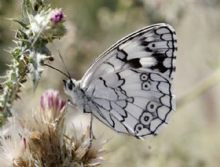Anadolu Melikesi (Melanargia larissa)