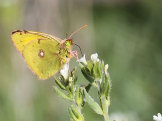 Sar Azamet (Colias croceus)