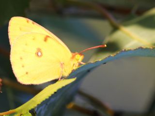 Sar Azamet (Colias croceus)