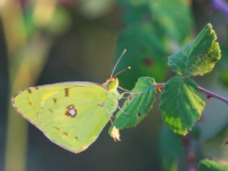 Sar Azamet (Colias croceus)