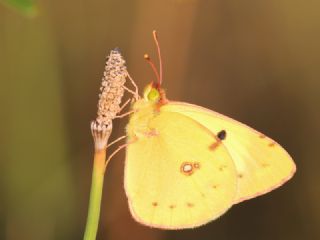 Sar Azamet (Colias croceus)