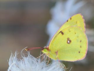 Sar Azamet (Colias croceus)